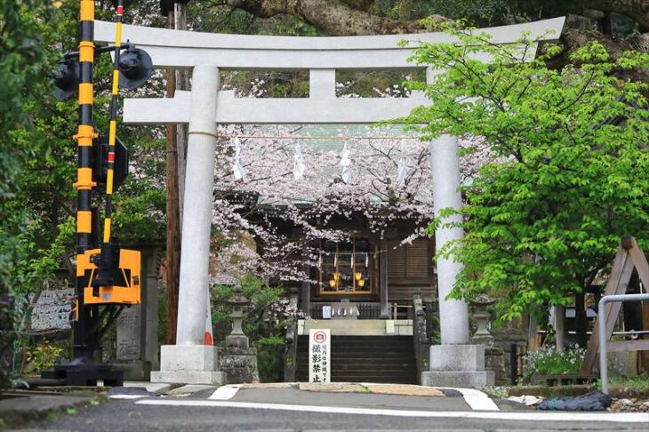 御霊神社と桜