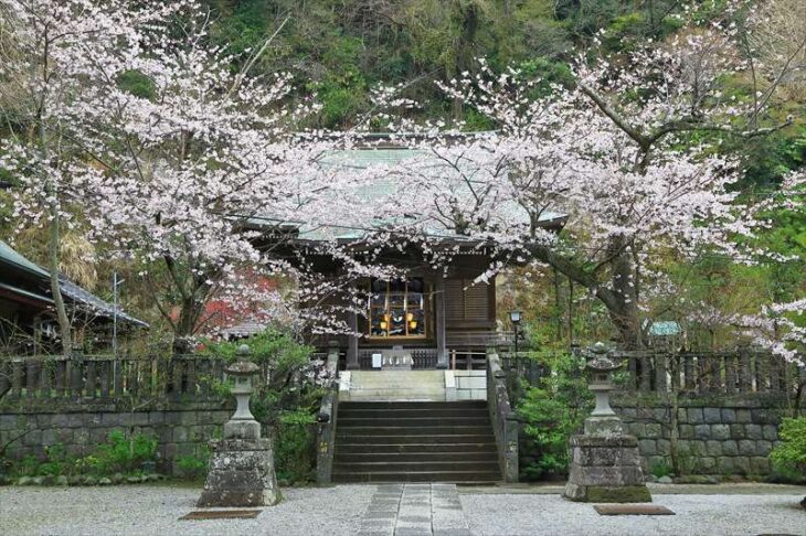 御霊神社の拝殿と桜
