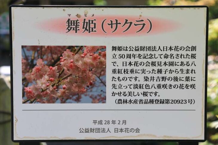 鎌倉宮の桜「舞姫」の説明