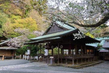 鎌倉宮の桜