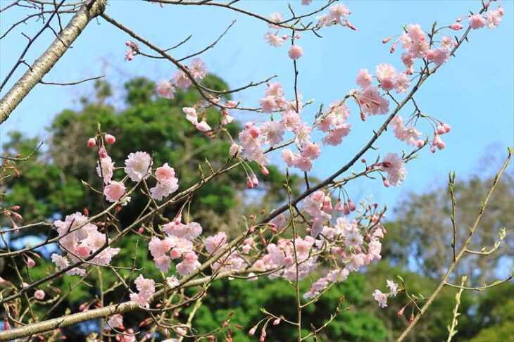 鎌倉宮の桜
