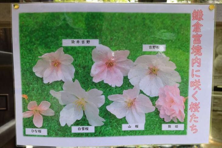 鎌倉宮の桜の種類