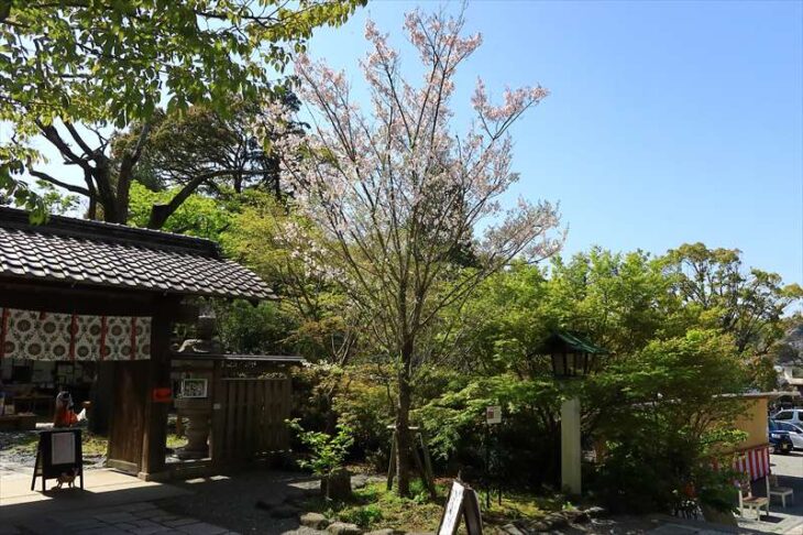 鎌倉宮の桜
