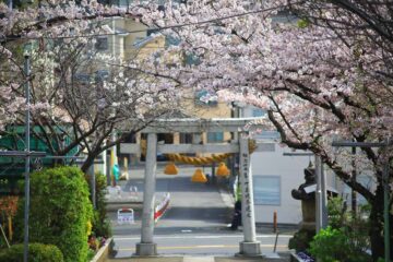 小動神社の桜