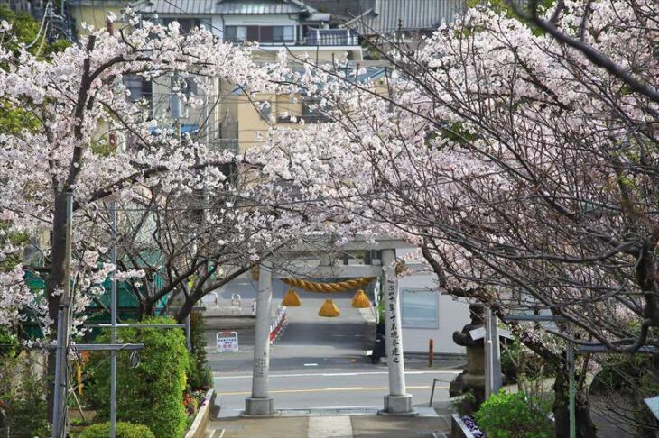 小動神社の桜