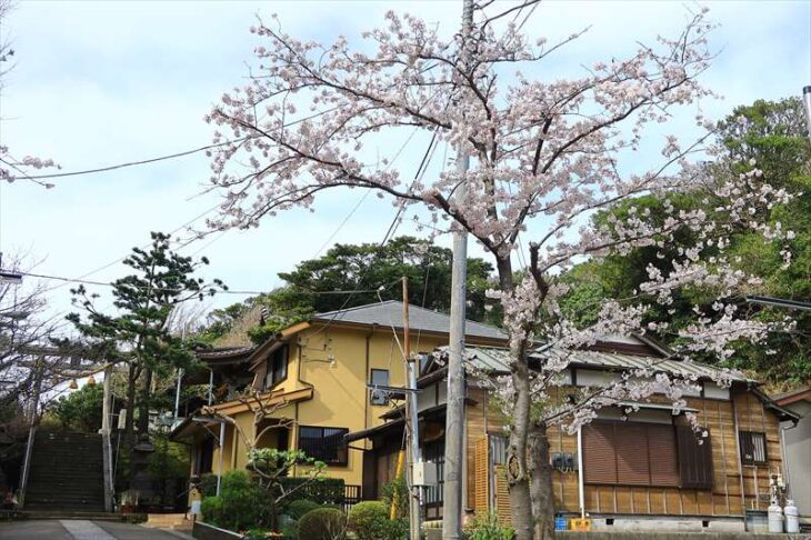 小動神社の桜