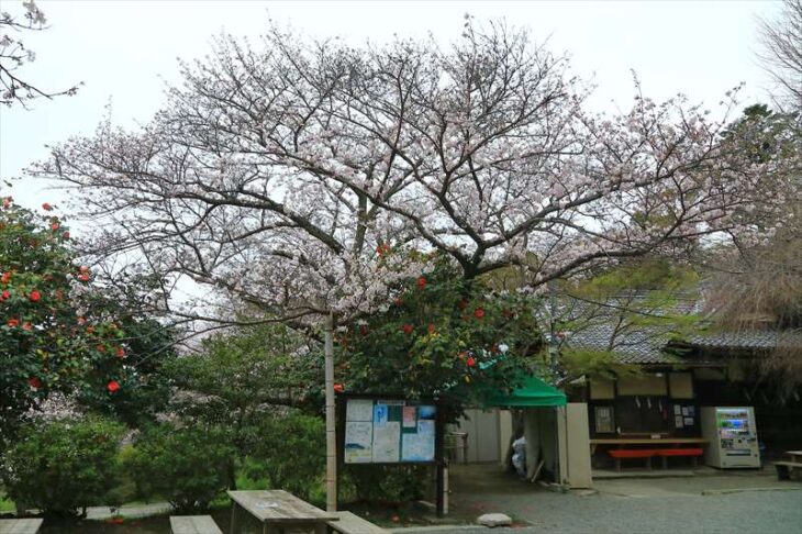葛原岡神社の桜
