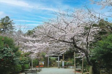 葛原岡神社の桜