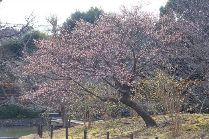 源氏池の島の桜