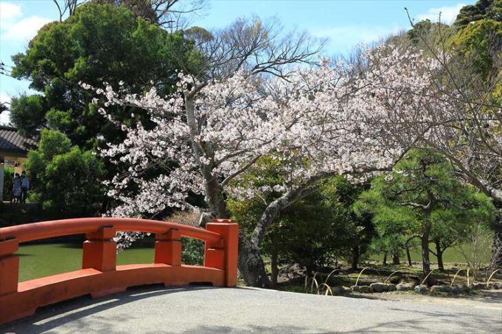 鶴岡八幡宮 平家池の桜