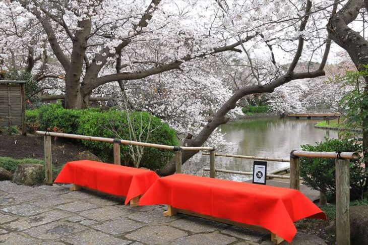 鶴岡八幡宮・源氏池の桜