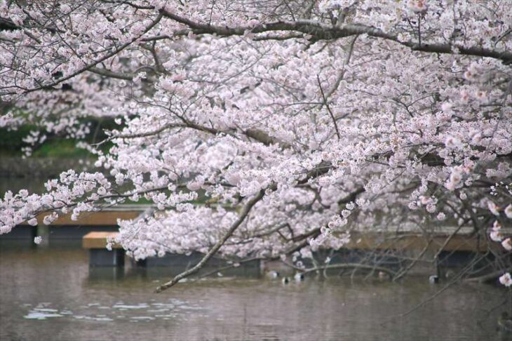 鶴岡八幡宮の桜