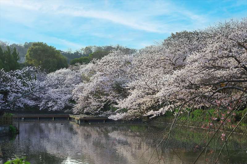 鶴岡八幡宮や源平池（源氏池）の桜の様子と見頃