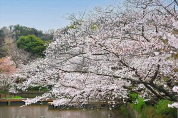 鶴岡八幡宮・源氏池の桜