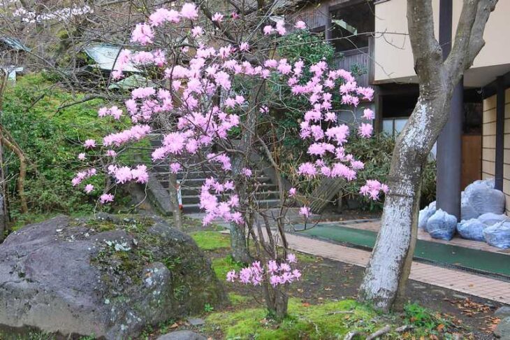 鎌倉宮のミツバツツジ