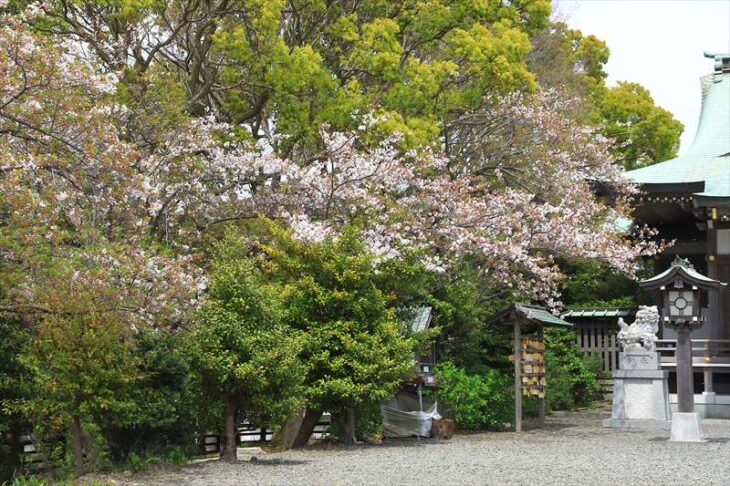 龍口明神社の桜