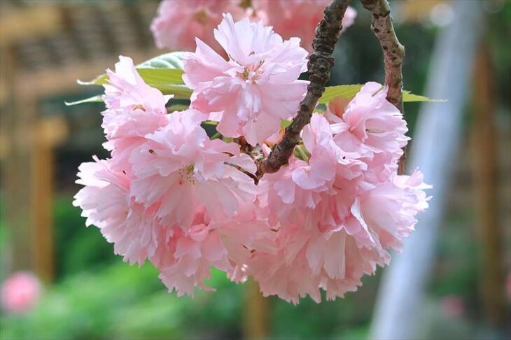 鶴岡八幡宮 神苑ぼたん庭園の八重桜