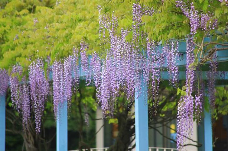 鶴岡八幡宮の藤の花
