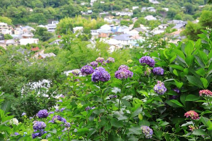鎌倉市台 稲荷神社の紫陽花