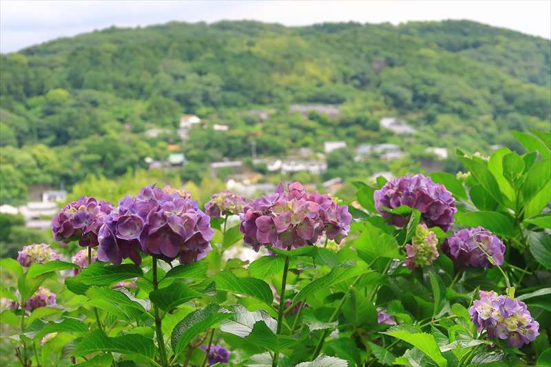 鎌倉市台 稲荷神社の紫陽花と六国見山