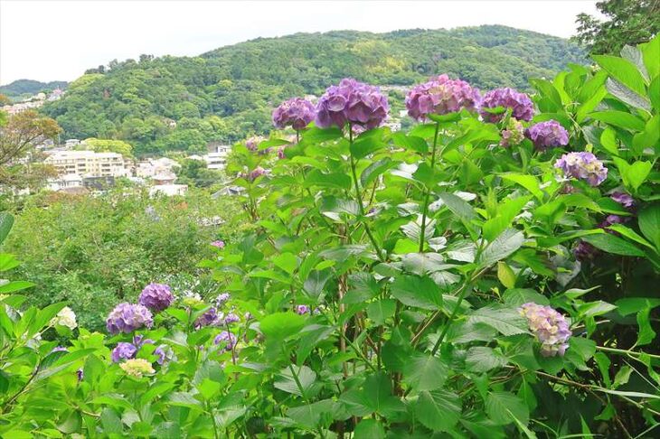 鎌倉市台 稲荷神社の紫陽花と六国見山