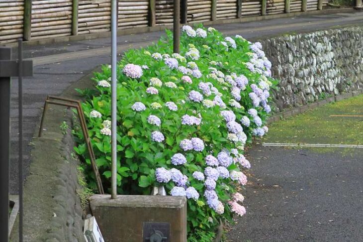 鶴岡八幡宮 参拝者専用駐車場の紫陽花
