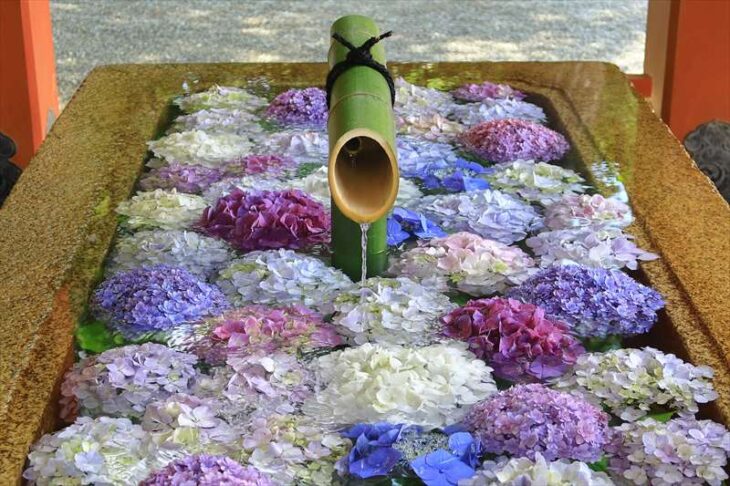 鶴岡八幡宮の紫陽花の花手水