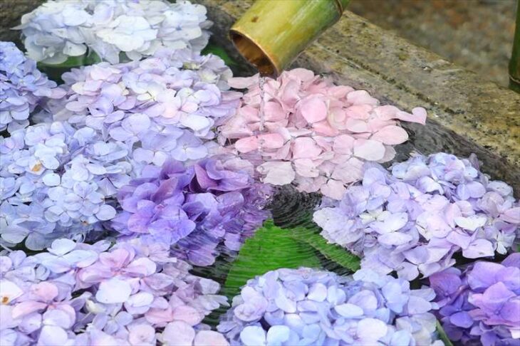 鶴岡八幡宮 旗上弁財天社の紫陽花の花手水