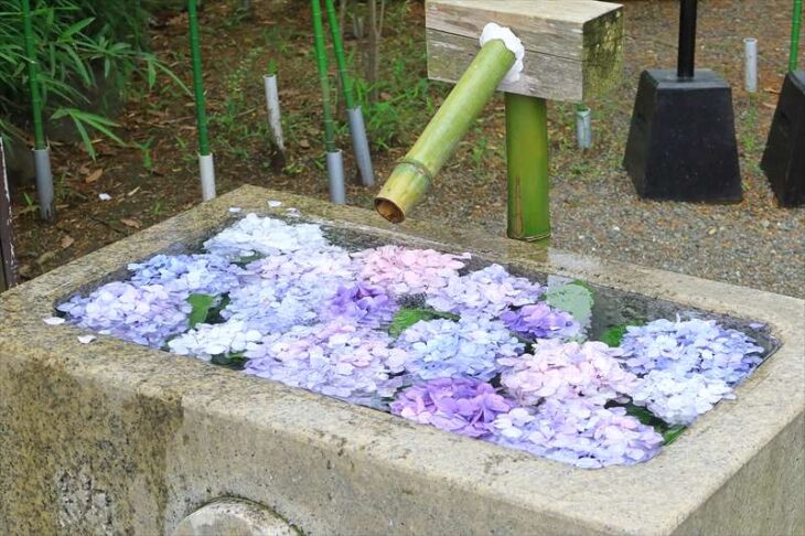 鶴岡八幡宮 旗上弁財天社の紫陽花の花手水