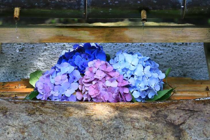 葛原岡神社の花手水（紫陽花）