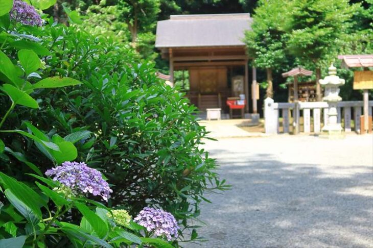 葛原岡神社の紫陽花