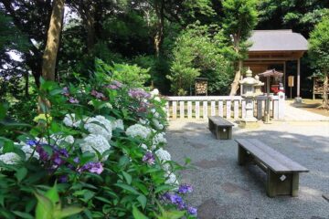 葛原岡神社の紫陽花