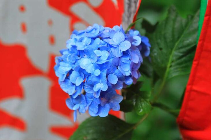 佐助稲荷神社の紫陽花