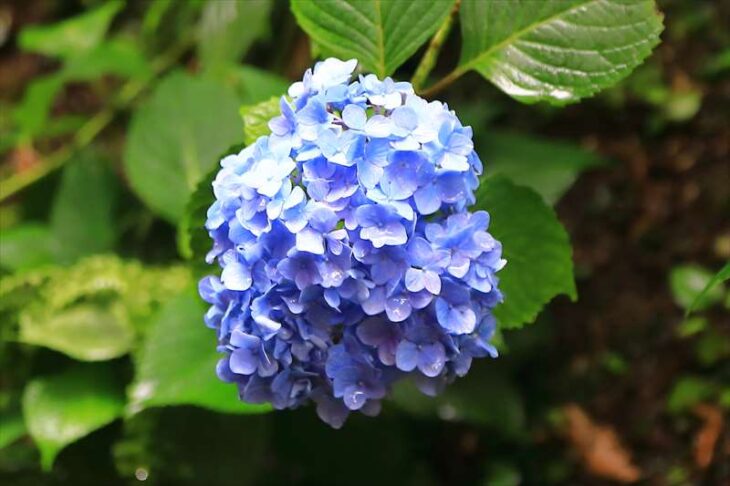佐助稲荷神社の紫陽花