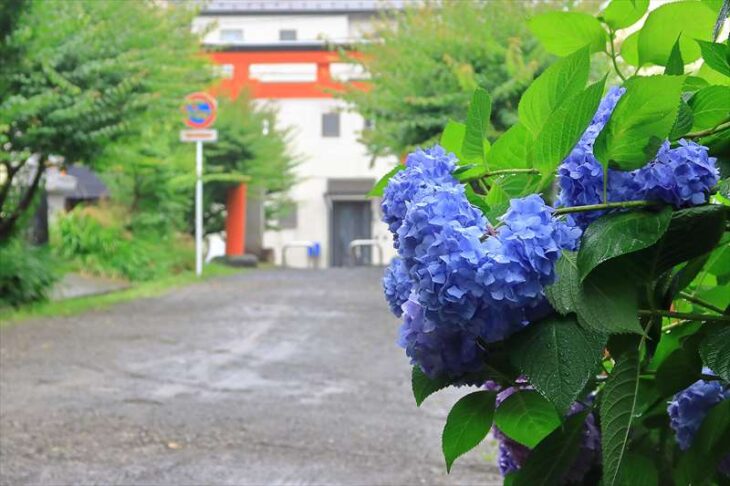荏柄天神社の紫陽花