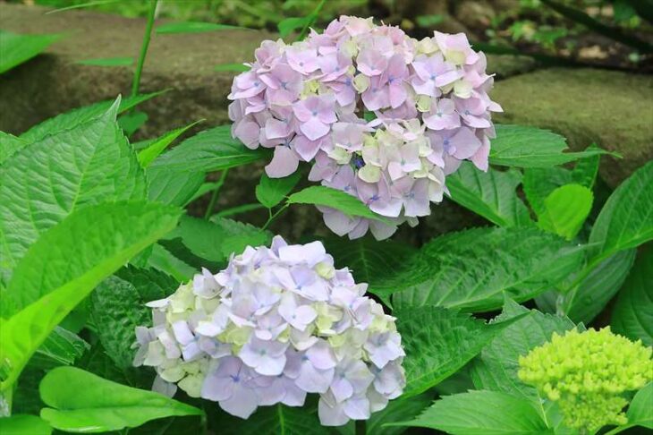 梶原御霊神社の紫陽花