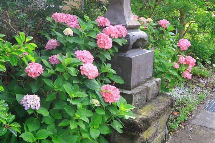 五所神社の紫陽花
