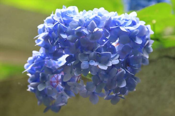 鎌倉宮の紫陽花