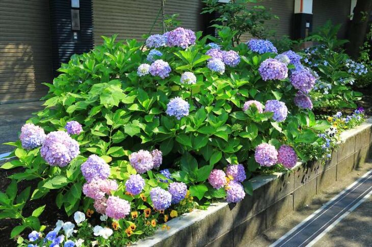 小動神社の紫陽花