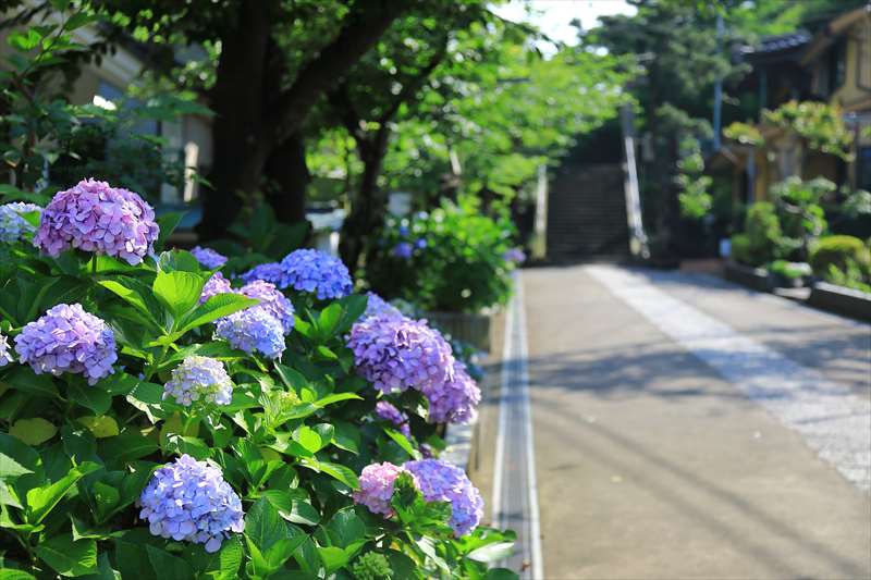 小動神社の紫陽花