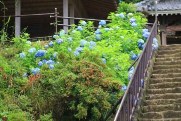 大船・熊野神社の紫陽花