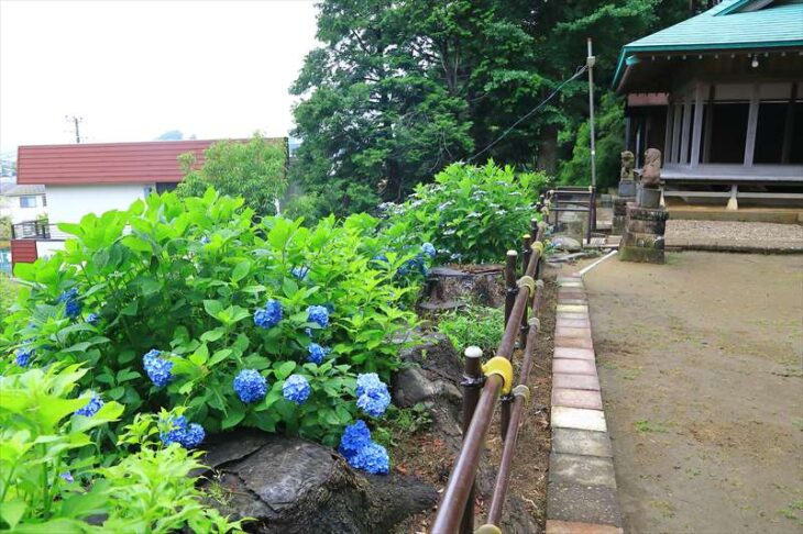大船・熊野神社の紫陽花
