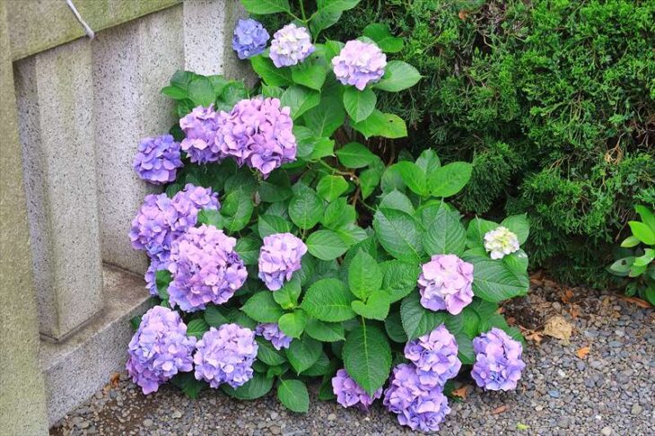 龍口明神社の紫陽花