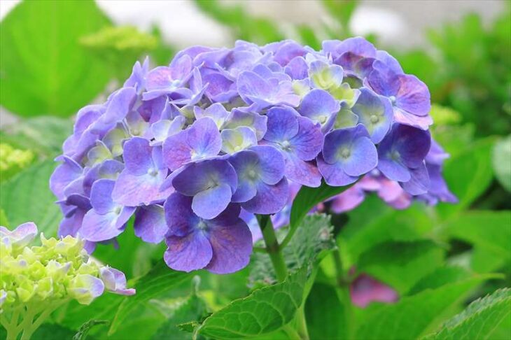 龍口明神社の紫陽花