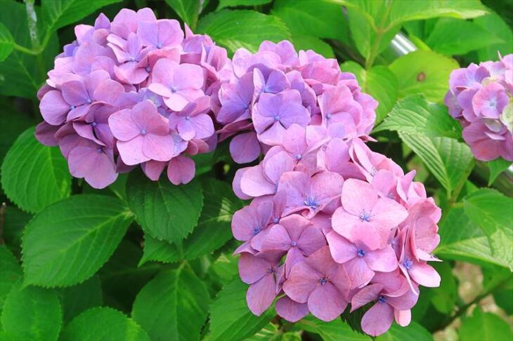 常盤八雲神社の紫陽花