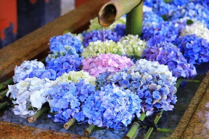 鶴岡八幡宮の紫陽花の花手水