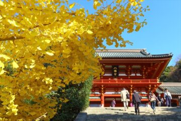 鶴岡八幡宮と銀杏