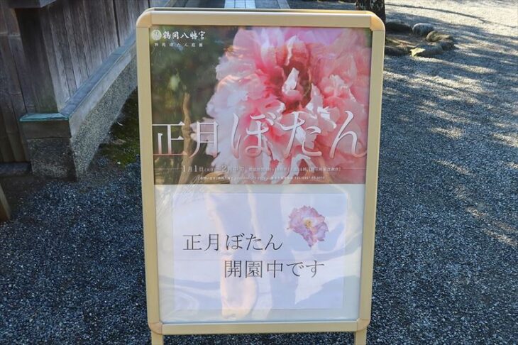 神苑ぼたん庭園「正月ぼたん」の開催時期と料金は？