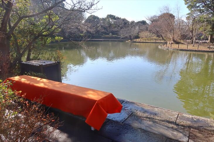 鶴岡八幡宮・神苑ぼたん庭園「正月ぼたん」の様子