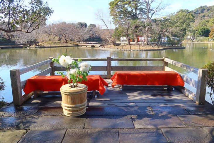 鶴岡八幡宮・神苑ぼたん庭園「正月ぼたん」の様子